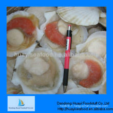 Frozen IQF scallop